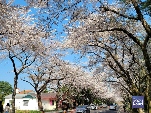 제주대학교 벚꽃길. ⓒ김재원