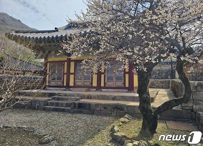 해남군 대흥사 정묵당 앞 '대흥매(大興梅)'.(사진작가 천기철 제공)2023.3.20/뉴스1