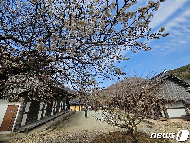 봄이 찾아온 천년고찰 해남 대흥사.(사진작가 천기철 제공)2023.3.20/뉴스1