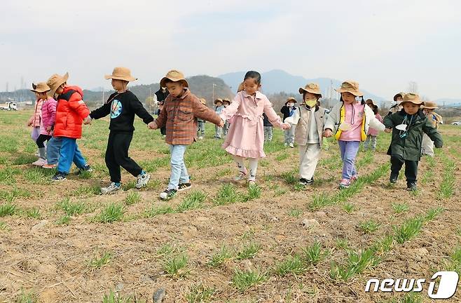 20일 충북 충주시 탄금공원 청보리밭에서 어린이들이 보리밟기를 하고 있다.(충주시 제공)2023.3.20/뉴스1