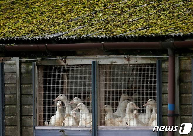 영국 북부의 나프페톤의 한 오리 농장의 모습 2014.11.17 ⓒ 로이터=뉴스1 ⓒ News1 정윤미 기자