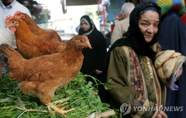 영국 BBC 방송은 극심한 경제난 속에 이집트 정부가 국민에게 닭발 섭취를 권했다가 거센 역풍에 직면했다고 19일(현지시간) 보도했다. [사진출처=EPA·연합뉴스]