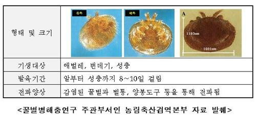 꿀벌 응애 /사진= 연합뉴스