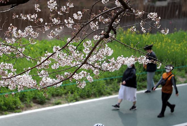 ‘부산 온천천에 벌써 벚꽃이 활짝’ 완연한 봄 날씨를 보인 20일 부산 온천천 벚꽃이 꽃망울을 터트렸다. 연합뉴스