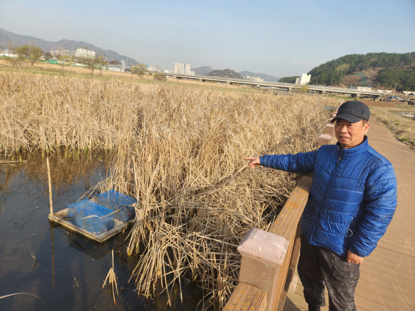 뉴트리아 사냥꾼인 김문광 씨가 20일 오전 칠산서부동 조만강 변에서 자신이 설치한 덫을 가리키고 있다. 박동필 기자