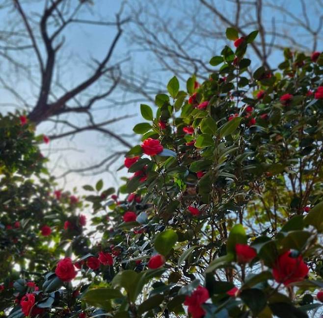 전주 치명자산 산길에 빨갛게 꽃망울을 터뜨린 동백꽃