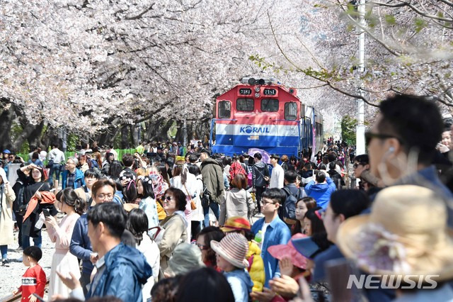 진해군항제. 경남도민일보 제공