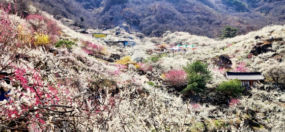 제22회 광양매화축제기간 만개한 매화 모습