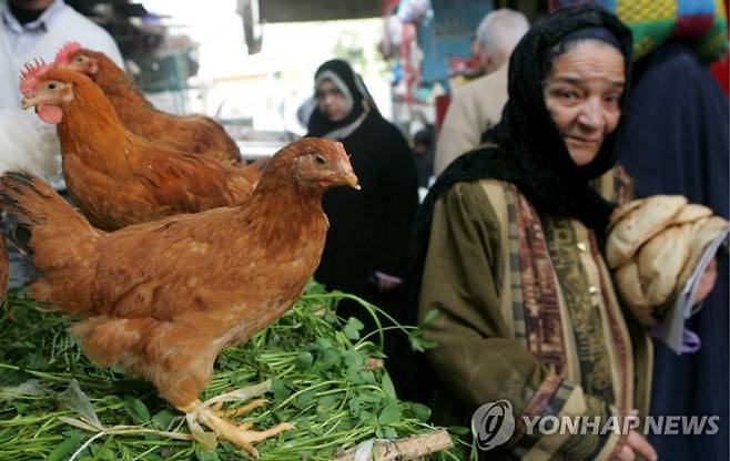 이집트 정부, 경제난에 "닭발 먹어라" 권고. 연합뉴스