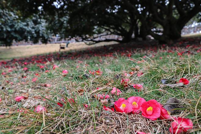 동백꽃은 바닥에 나뒹구는 모습도 아름답다. 낙화한 상태에서도 한참 동안 생기를 유지하고 있다.