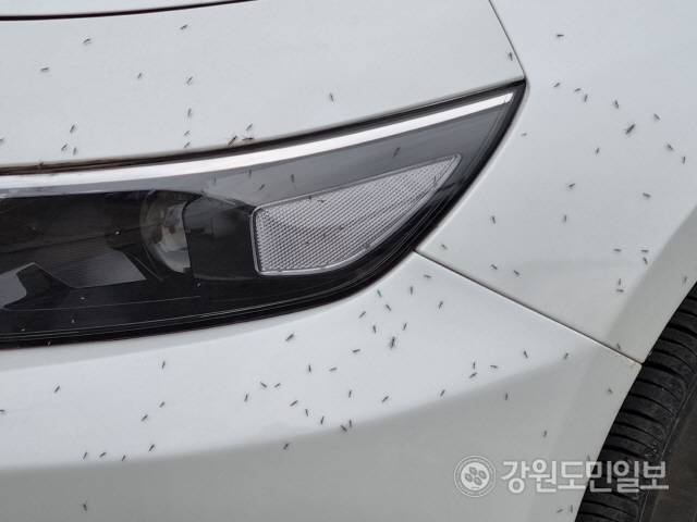 ▲ 최근 날씨가 따뜻해지며 평창읍 시가지와 주변 산책로 일대에 날파리떼가 극성을 부려 주민들이 생활불편을 호소하고 있다. 차량에 붙어 있는 날파리떼.신현태