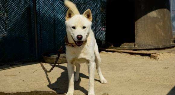 진돗개 자료사진. 123RF 제공