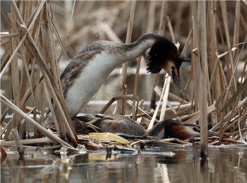 짝짓기하는 뿔논병아리 [촬영 유형재]