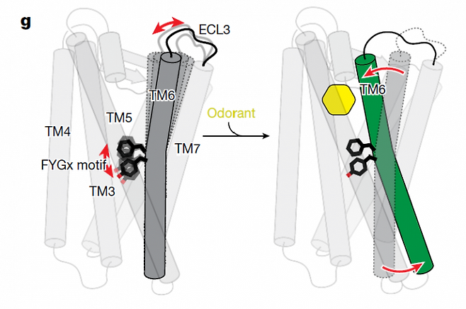 컴퓨터시뮬레이션과 알파폴드2로 예측한 OR51E2의 비활성 상태 구조(왼쪽)와 실험으로 알아낸 활성 상태 구조(오른쪽)를 비교한 결과 아세트산이나 프로피온산 같은 냄새분자(odorant, 노란색 육각형)가 붙으면 세포막 바깥쪽에서 막관통 나선 6번과 7번을 잇는 영역(ECL3)의 구조가 바뀌며 나선 6번이 틀어져 세포막 안쪽에 있는 G단백질(여기서는 표시되지 않음)을 활성화하는 것으로 밝혀졌다. 알파폴드2의 예측에 따르면 다른 냄새수용체도 같은 방식으로 작동하는 것으로 보인다. 네이처 제공