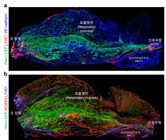 IBS는 혈관연구단 연구팀이 콧속 혈관과 림프관을 3차원으로 볼 수 있는 지도를 세계 최초로 완성했다고 밝혔다. 사진은 생쥐 비강 내 혈관 및 림프관의 3차원 구조.   IBS 제공