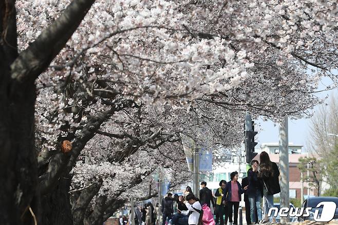 충북 청주시 상당구 무심천변에서 벚꽃 구경을 나온 시민들이 봄을 만끽하고 있다. (사진은 기사 내용과 무관함) ⓒ News1 김용빈 기자