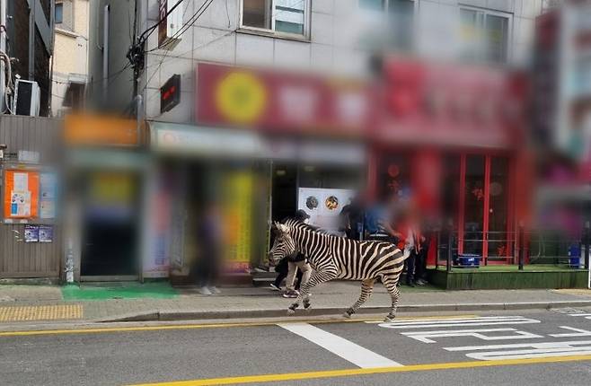 [서울=뉴시스] 서울의 한 어린이대공원에서 탈출한 얼룩말 한 마리가 아차산 인근 주택가를 활보하고 있다.(사진=온라인 커뮤니티 캡처) 2023.03.23 photo@newsis.com /사진=뉴시스