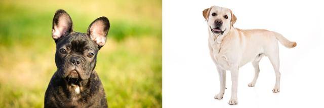프렌치 불도그(왼쪽)와 래브라도 레트리버. 출처: 미애완견협회