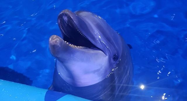 서울대공원 마지막 큰돌고래 '태지'는 제주 퍼시픽랜드로 이송됐다 지난해 거제씨월드로 무단으로 옮겨졌다. 호반 퍼시픽리솜 제공