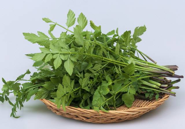 산에서 봄나물을 잘못 캐서 먹게 되면 식물성 자연독에 의한 식중독에 걸릴 수 있어 주의해야 한다./사진=클립아트코리아