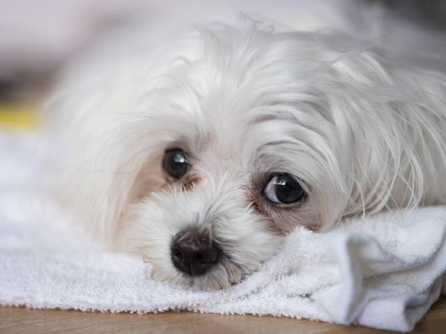 강아지 눈물자국은 원인에 따라 치료법이 달라진다. 오메가3 지방산, 비타민A, 루테인, 아스타잔틴 등​ 영양제 복용은 강아지 눈물자국 예방에 도움을 줄 수 있다. /클립아트코리아