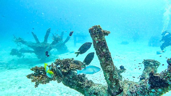코타오 바다에는 인공 어초가 많다. 산호와 해초 증식과 이를 통해 어류 개체 증가를 꾀하는 동시에 다이버에게 볼거리를 제공하기 위해서다.