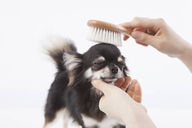 반려동물종합관리사 시험은 반려동물 전반에 대한 전문 지식을 습득할 수 있게 도와주는 것으로 정평이 나 있다. 제공=이미지투데이