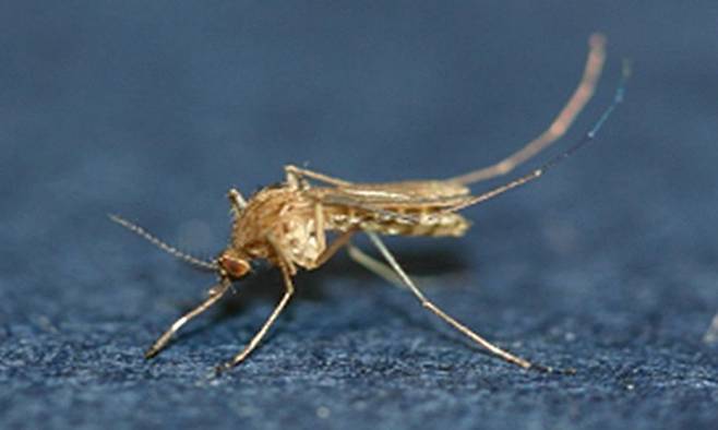 일본뇌염 매개 모기인 ‘작은빨간집모기’. 질병관리청 제공
