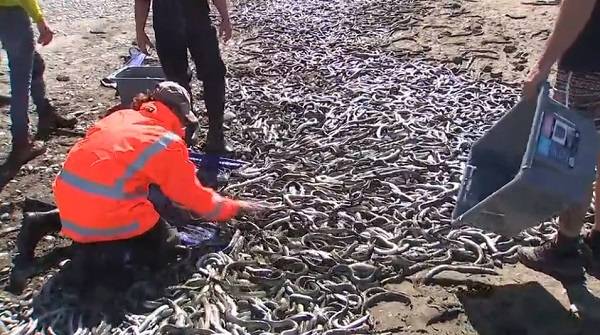 장어 사체가 목장을 뒤덮은 모습 [이미지출처=연합뉴스]