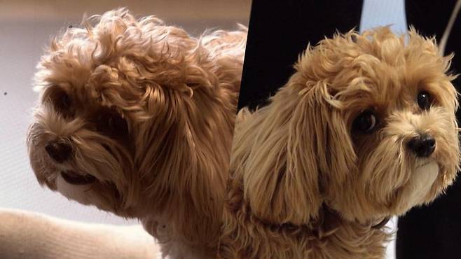 [서울=뉴시스] EBS '세상에 나쁜 개는 없다'. 23.03.23. (사진=EBS 제공) photo@newsis.com *재판매 및 DB 금지