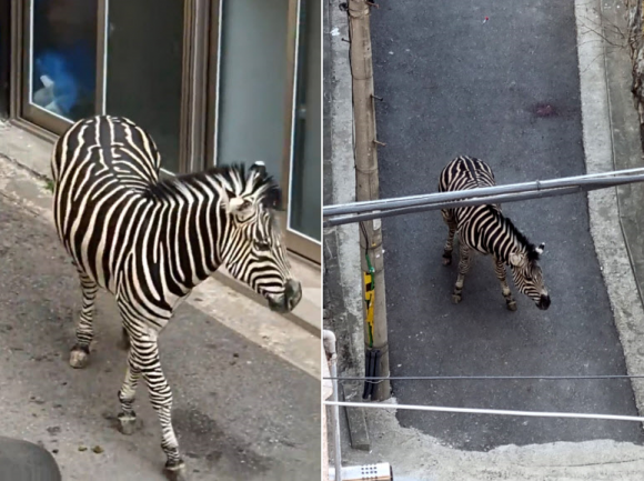서울어린이대공원에서 탈출한 얼룩말 세로가 23일 오후 서울 광진구 자양동 주택가에서 돌아다니고 있다. 2023.3.23 독자 제공 연합뉴스