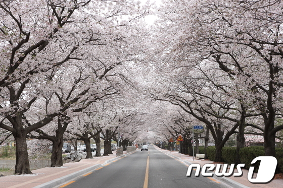 전북 정읍시의 대표 축제인 '정읍 벚꽃축제가' 코로나19 팬데믹 이후 4년 만에 개최된다. 정읍시 천변로 벚꽃길 (뉴스1/DB)