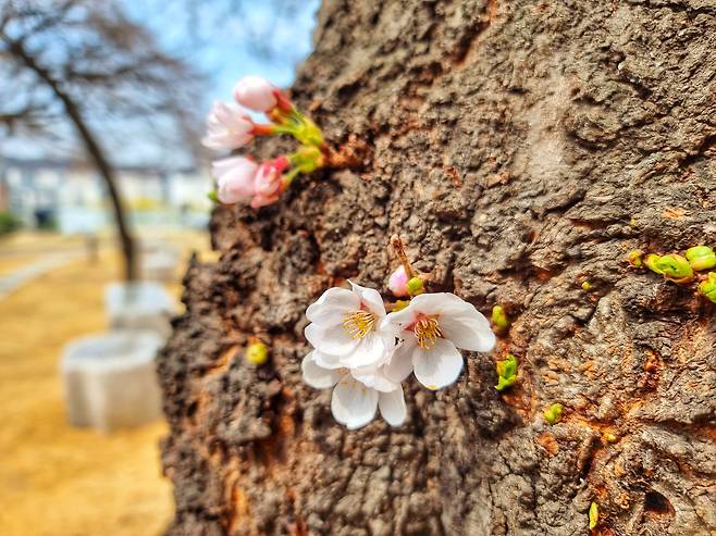 23일 오전 서울 종로구 송월동에 있는 식물계절 관측 표준목 벚나무(왕벚나무)에 벚꽃이 피어 있다./뉴스1
