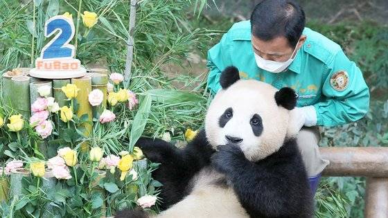 지난해 7월 20일 경기 용인시 처인구 에버랜드에서 두 돌 생일을 맞은 에버랜드 아기판다 푸바오가 사육사들이 준비한 생일 케이크를 먹고 있다. 뉴스1