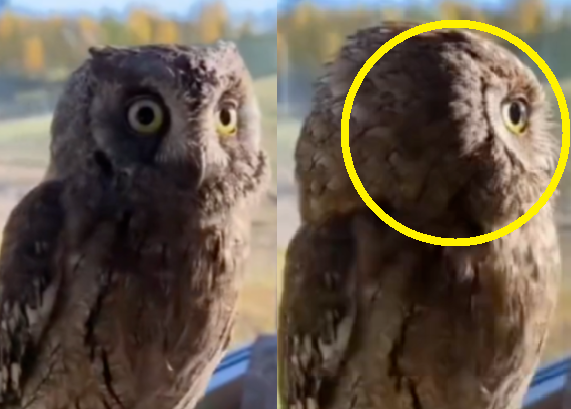 부엉이가 목을 360도 돌리고 있다. /사진=인디아 타임스(India Times)
