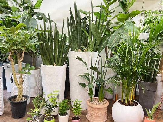 꽃집에서 판매 중인 다양한 종류의  반려식물들. 사진=유혜인 수습기자