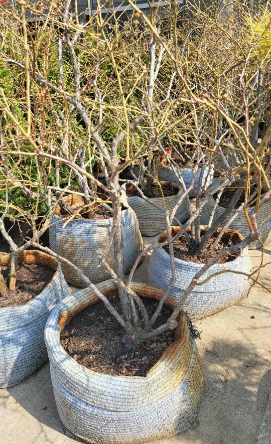 가정에서 키우는 블루베리 묘목. 사진 유혜인 수습기자