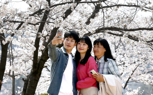 휴일인 26일 대전 유성구 카이스트 캠퍼스를 찾은 상춘객들이 활짝 핀 벚꽃 아래서 추억을 남기고 있다.