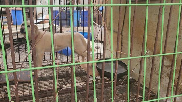 경기 광주의 한 농장 철창에 갇혀 있는 사육견. 경기도 제공