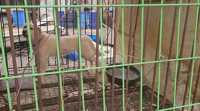 경기도 광주시 육견농장. (사진 제공:경기도 민생특별사법경찰단)