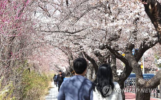 윤중로에 핀 벚꽃 (서울=연합뉴스) 신현우 기자 = 26일 서울 여의도 윤중로 벚나무에 벚꽃이 피어 있다.
    전날 기상청은 서울에 벚꽃이 개화했다고 밝혔다. 올해는 3월 24일에 벚꽃이 개화한 2021년에 뒤이어 서울에서 벚꽃 개화를 관측하기 시작한 1922년 이후 두 번째로 일찍 서울에 벚꽃이 핀 해로 기록됐다. 2023.3.26 nowwego@yna.co.kr