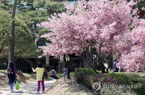 봄꽃으로 단장한 청남대 [연합뉴스 자료사진]
