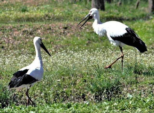 천연기념물 제199호이자 멸종위기 야생생물 1급인 황새 한 쌍이 27일 '람사르 습지' 경남 창녕군 우포늪에서 발견됐다. 개체식별번호를 달고 있는 개체(왼쪽)는 인공 번식 후 방사된 것으로 보이고, 다른 한 마리는 야생 황새로 추정된다. 이성덕 전 한국일보 기자 제공