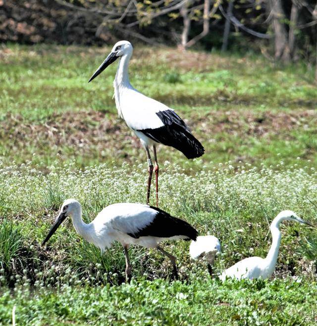 천연기념물 제199호이자 멸종위기 야생생물 1급인 황새 한 쌍이 27일 '람사르 습지' 경남 창녕군 우포늪에서 발견됐다. 개체식별번호를 달고 있는 개체(뒤)는 인공 번식 후 방사된 것으로 보이고, 다른 한 마리는 야생 황새로 추정된다. 이성덕 전 한국일보 기자 제공