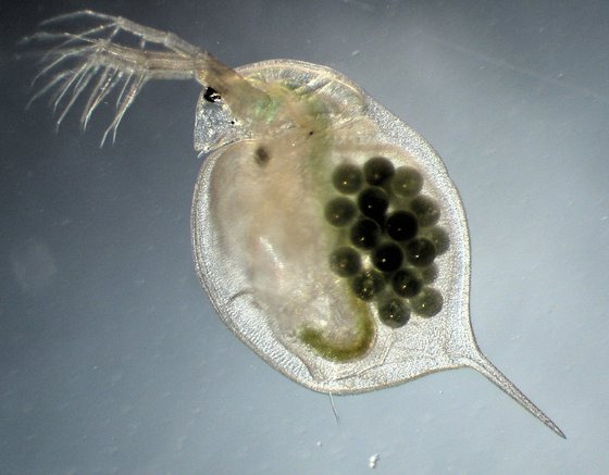 물벼룩(Daphnia magna)의 현미경 사진 [위키피디아]