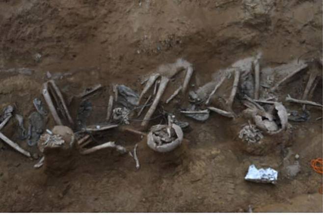 군용전화선 '삐삐선'이 감긴 채 발견된 한국전쟁 아산 민간인 희생자 유해