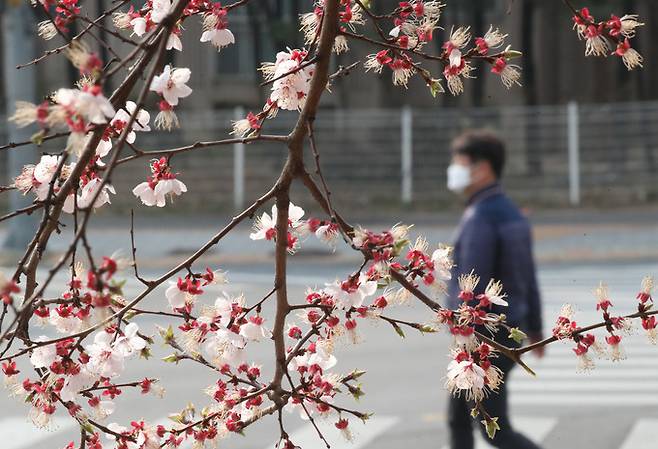 28일 오전 경기 수원시 영동구 매탄동의 한 거리에 벚꽃이 예년보다 이르개 개화해 시민들의 눈길을 사로잡고 있다.   뉴스1