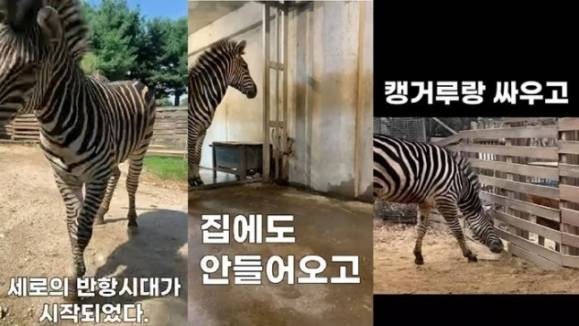 1월 서울시설공단 유튜브 영상에 담긴 얼룩말 ‘세로’. 서울시설공단 유튜브