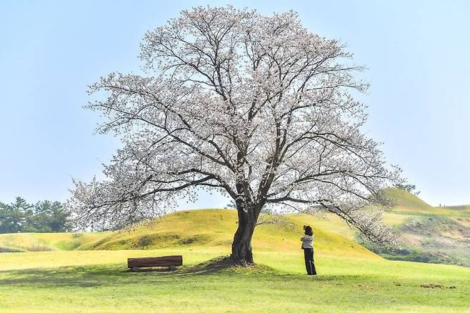 SNS 구독자를 대상으로 말이산고분군서 사진 이벤트를 실시하는 함안군.