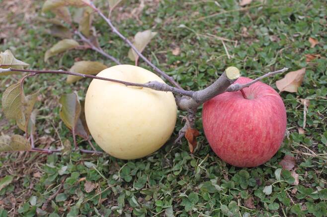 경북 영양군 수비면 황금부사 작목반에서 지난해 11월 사과 농장에서 수확한 한 가지에 달린 황금색·붉은색 사과. /권광순 기자